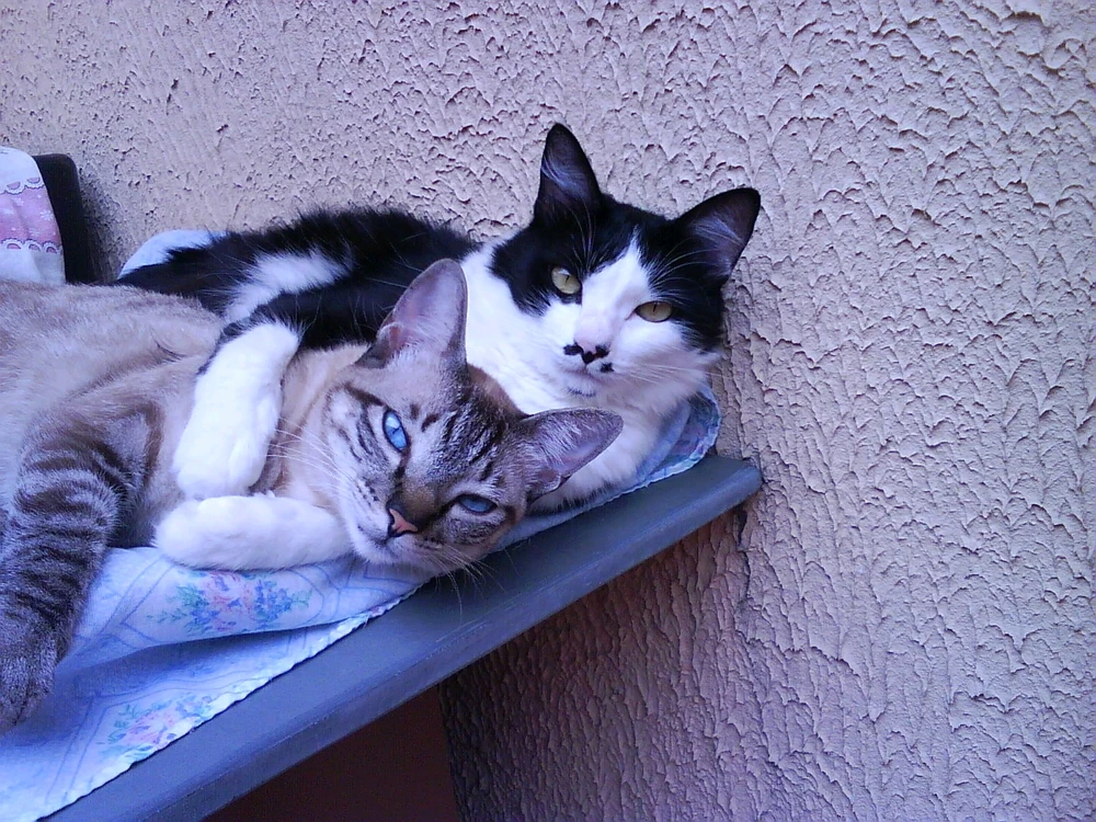 Ixe a lista é grande.. 
Magali: Carente de colo
Tom: Antisocial 
Lola: Cleptomaníaca 
Xereta: Xereta 🤷🏻‍♂️
Mickey: Rebelde não para em casa
Toddynho: Estrupicio (apelido até)
Silvia: Mais violenta
Ju: Preguiça que deita pra brincar
Gatinho sem nome: O mais atentado.. 3 pernas só mas só atasana os outros..