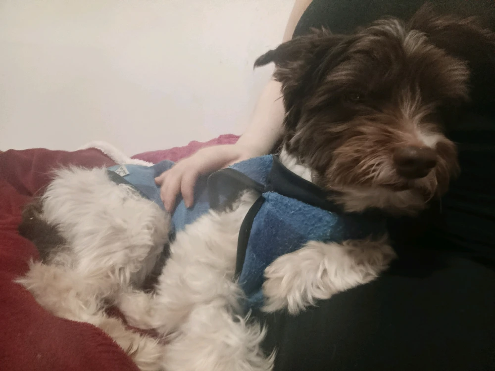 Grudento, misto de medroso e corajoso, curioso, energético, sonolento, teimoso ao extremo, cagão, mijão, comilão. Meu gremlin 🤣💖