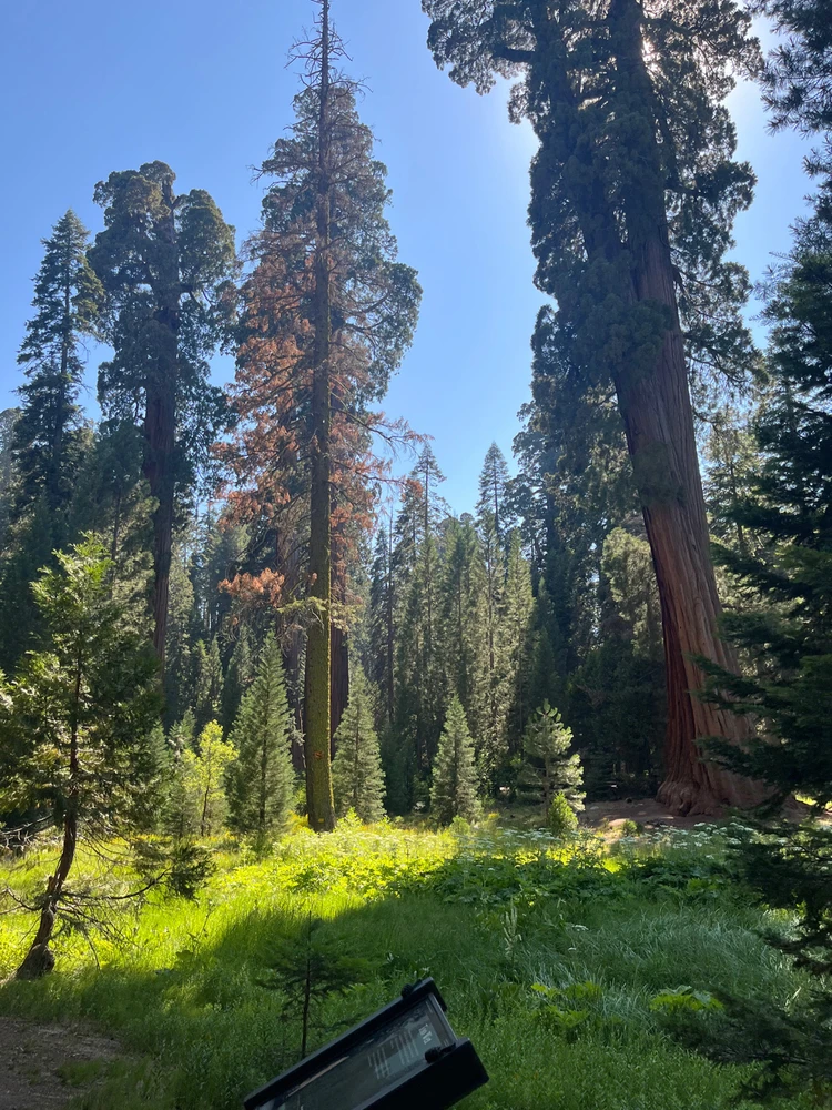 Sequoia