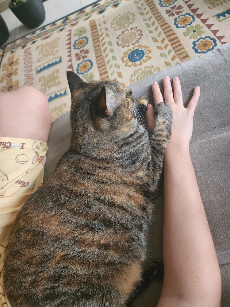 Brava e so gosta de dormir. E só é  carinhosa com a pessoa mãos especial do mundo pra ela.