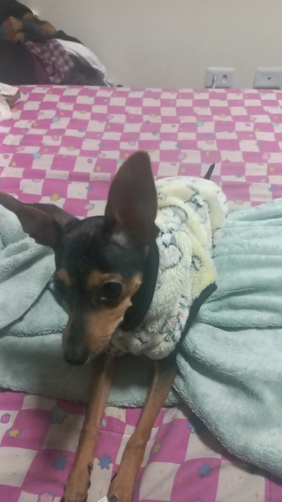 Um grude brincalhão que só dá pra tirar foto dele dormindo ou vídeo dele comendo ksksksks é bem difícil de tirar foto dele acordado