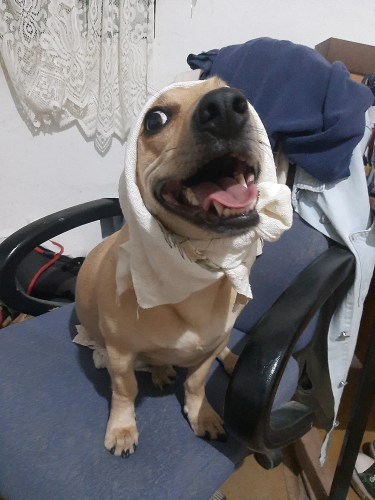 Depende kkkk Bolota ( a mais velha e menor) gosta de mandar, gosta da atenção só pra ela e bem obediente.
Estrela ( maior e mais nova)  é mais virada no jiraya, sempre gosta de mandar e faz o que quer kkk