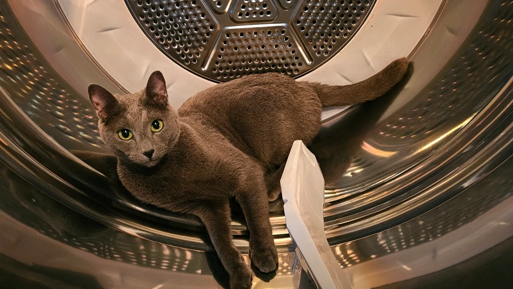 Caught mine in the dryer too