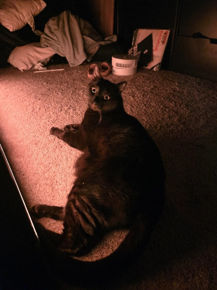 Idk how you people keep getting into my house to take and meme the sh*t out of my cat but the madness has to stop