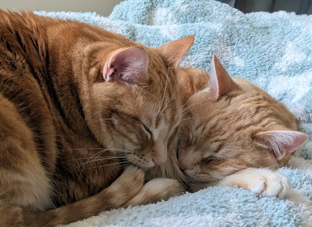 Image uploaded by Melissa