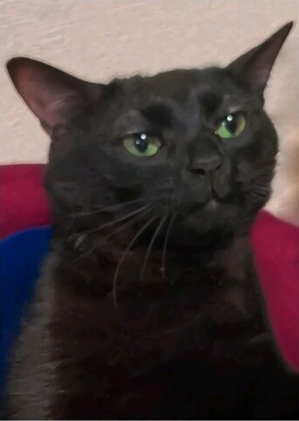 Image uploaded by Nikita