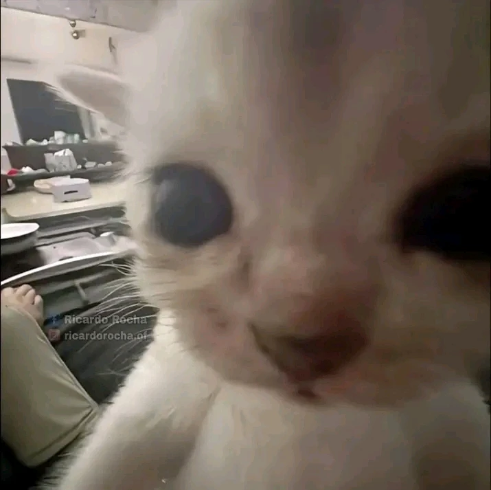 Imagen subida por Anibaal