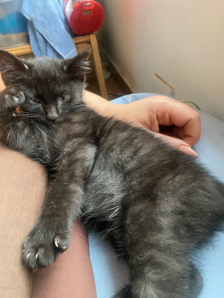 Image uploaded by Nitta