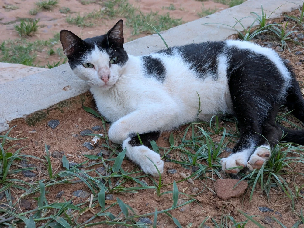 Imagen subida por Sophia