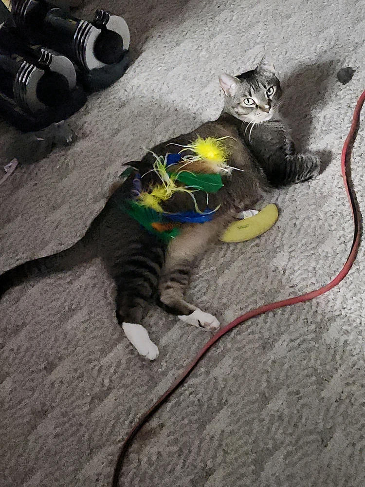 Image uploaded by Murmullo Oscuro