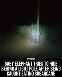 Image uploaded by HairyEagle