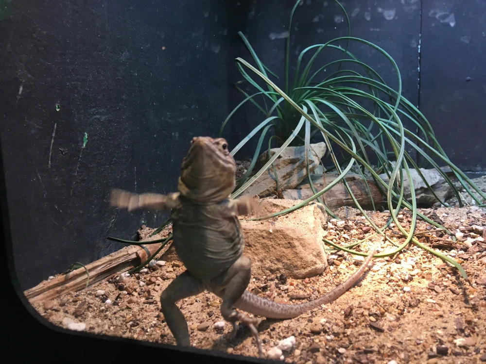 Image uploaded by Sinjin