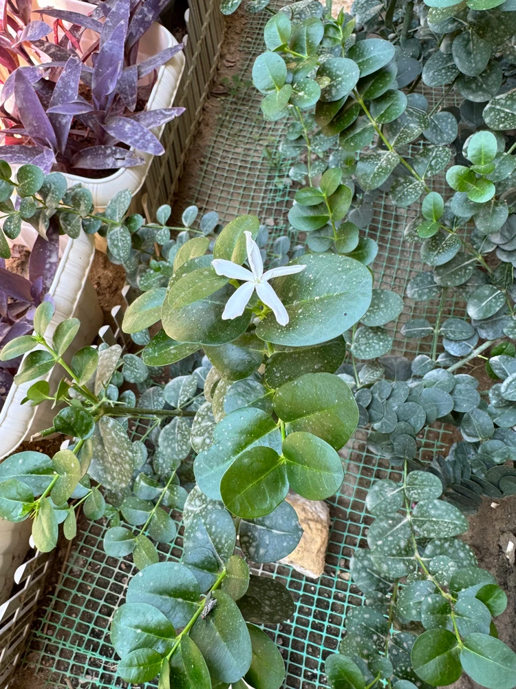 Image uploaded by Shorouk