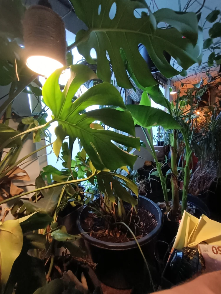 Image uploaded by Jelle