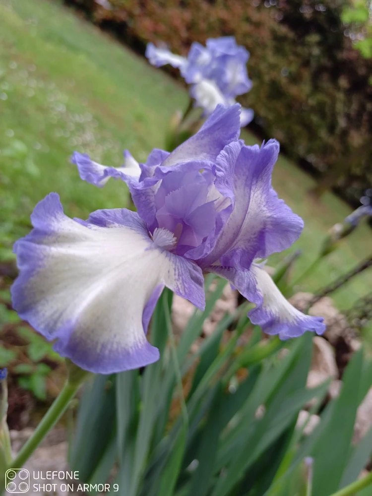 Image uploaded by Charlie white