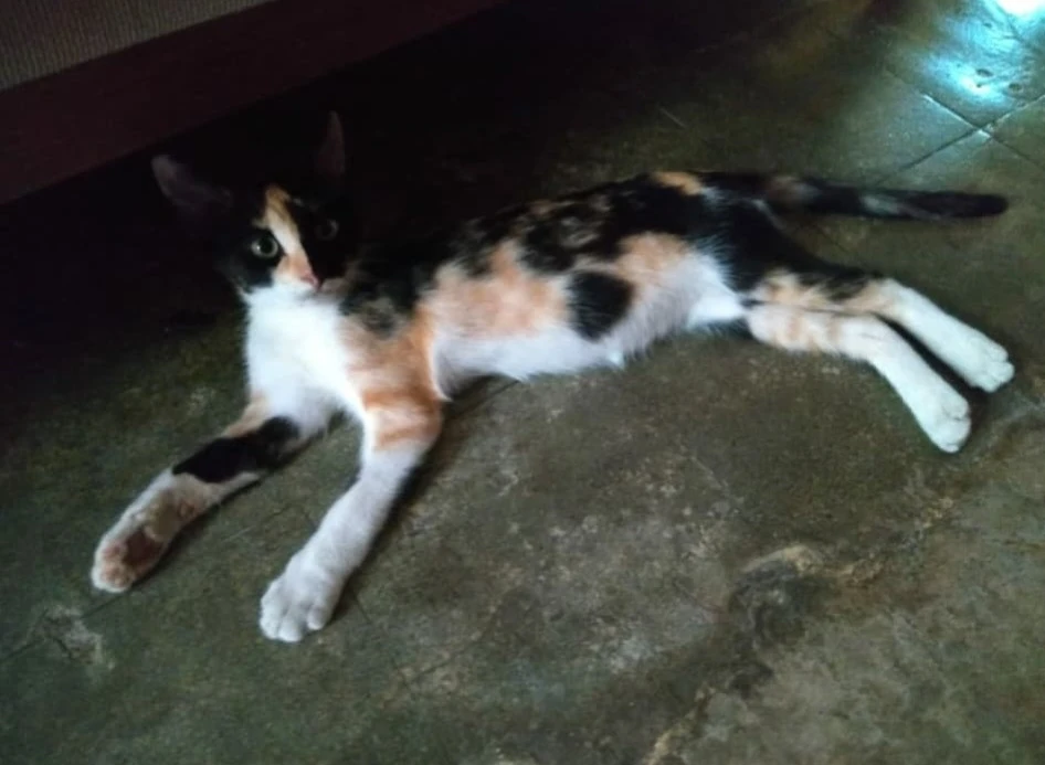 Image uploaded by Derian Leonardo