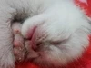 Foto profil Asmara