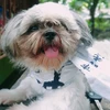 Profile picture of Dhen