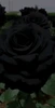 Profile picture of Aliya_peter