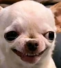 Profile picture of Saji