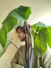Profile picture of Maso