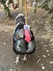 Profile picture of Zajamo