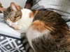 Profile picture of Tithi