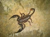 Foto profil Ronal