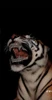 Profile picture of Ahmet