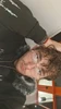 Profile picture of Josiah