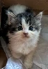 Foto profil Rysa