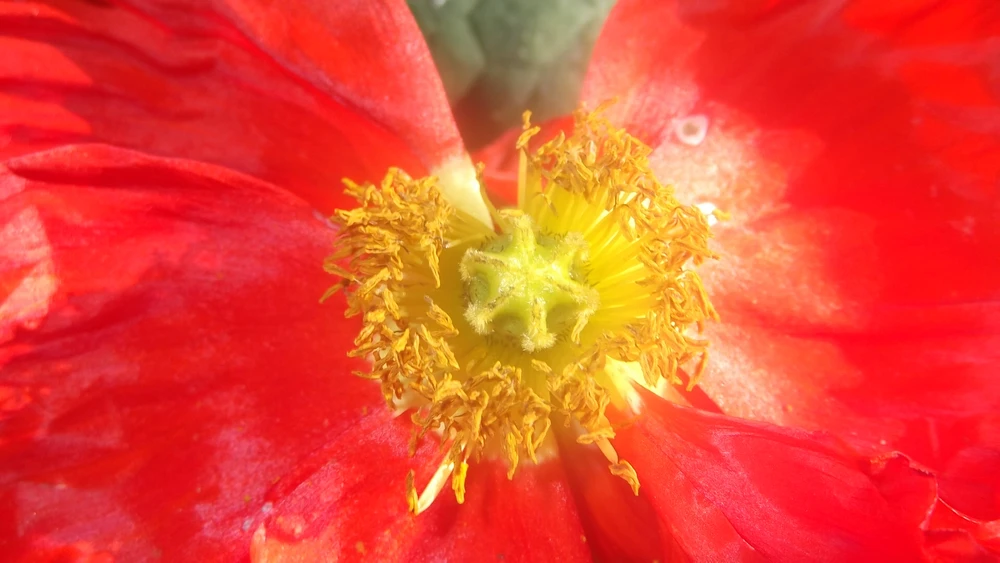 Image uploaded by Jesse James