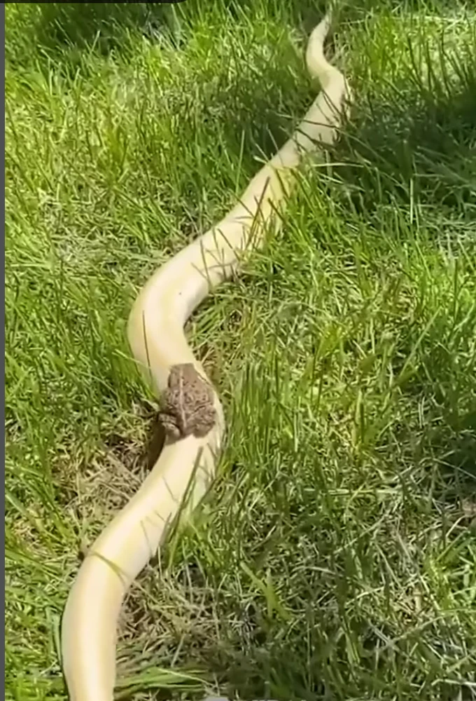 Image uploaded by Badet