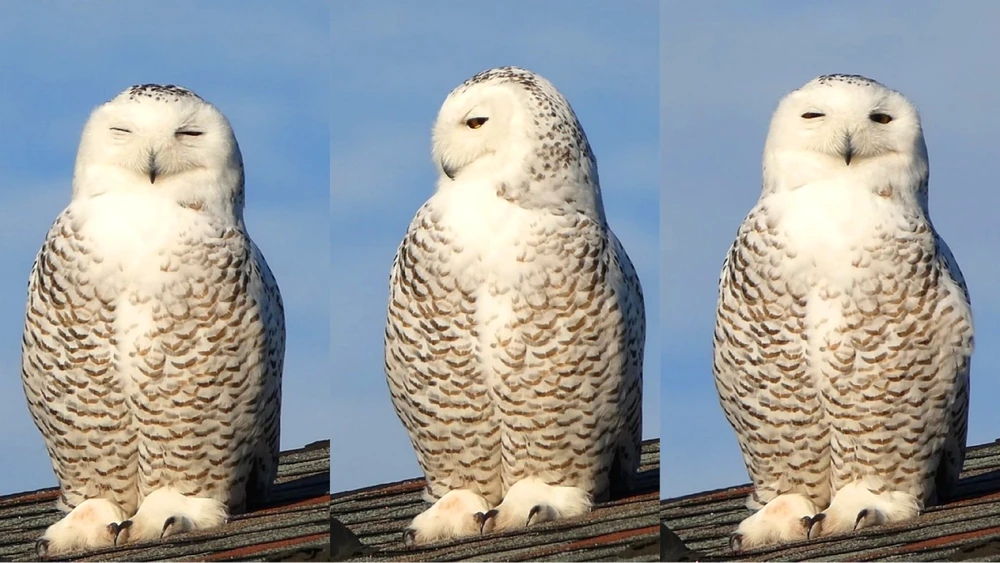 Image uploaded by Kristine