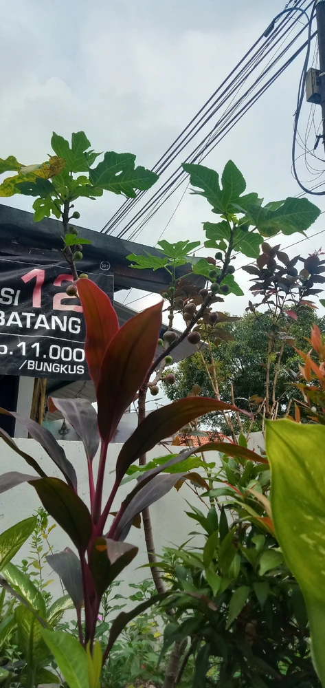 Gambar diunggah oleh Lia