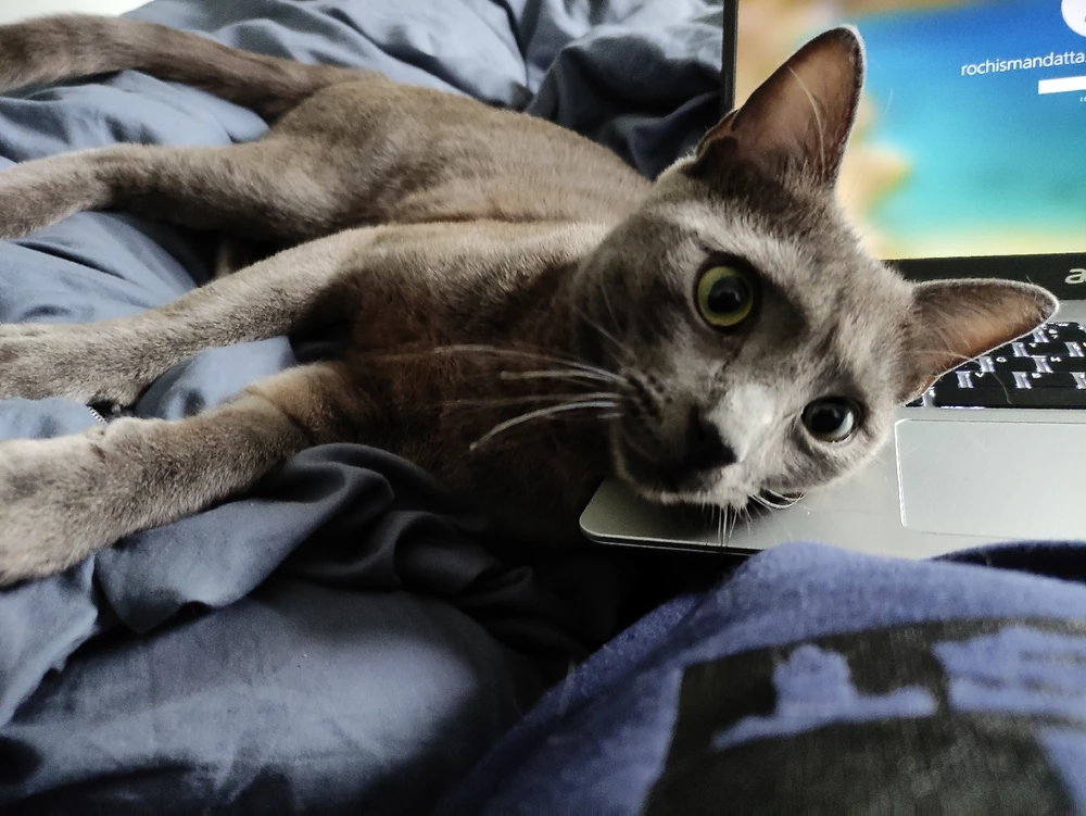 Image uploaded by Rochisman