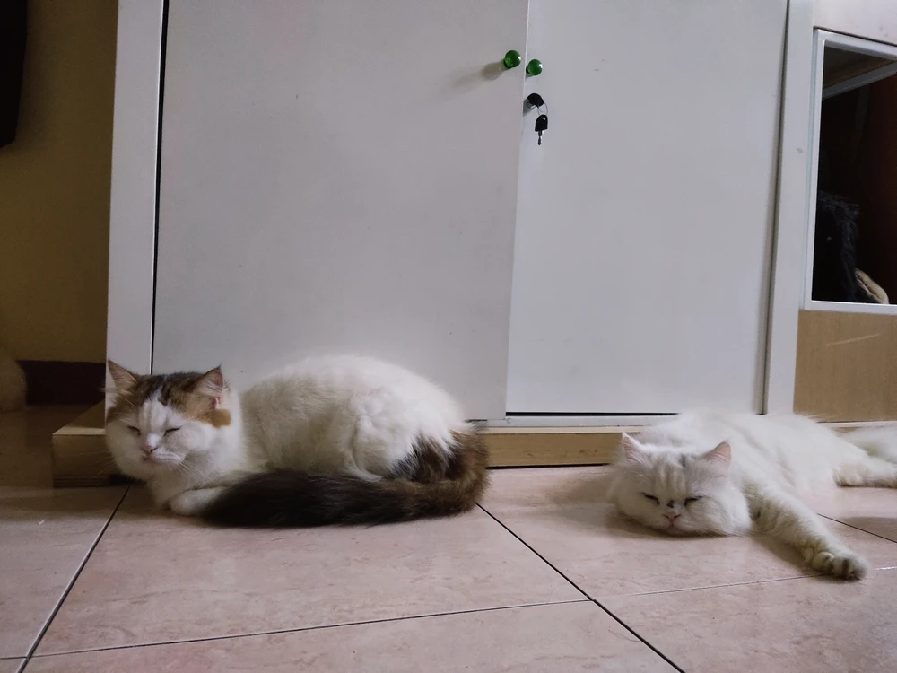 Image uploaded by Muchlisin