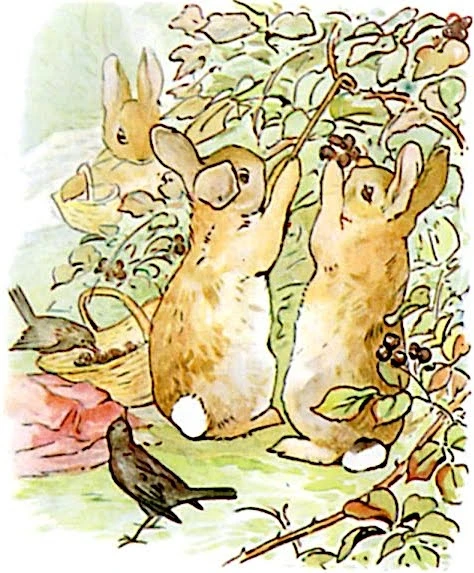 Duab xa los ntawm Rabbit