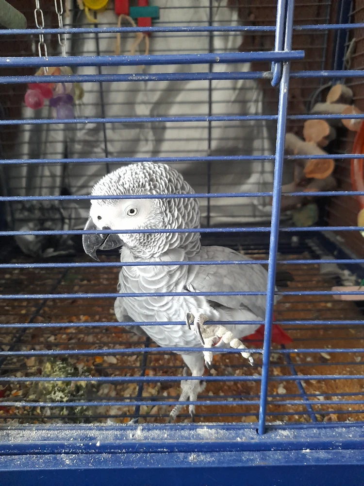 Chrome laadis üles pildi
