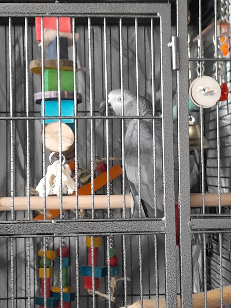 Chrome laadis üles pildi
