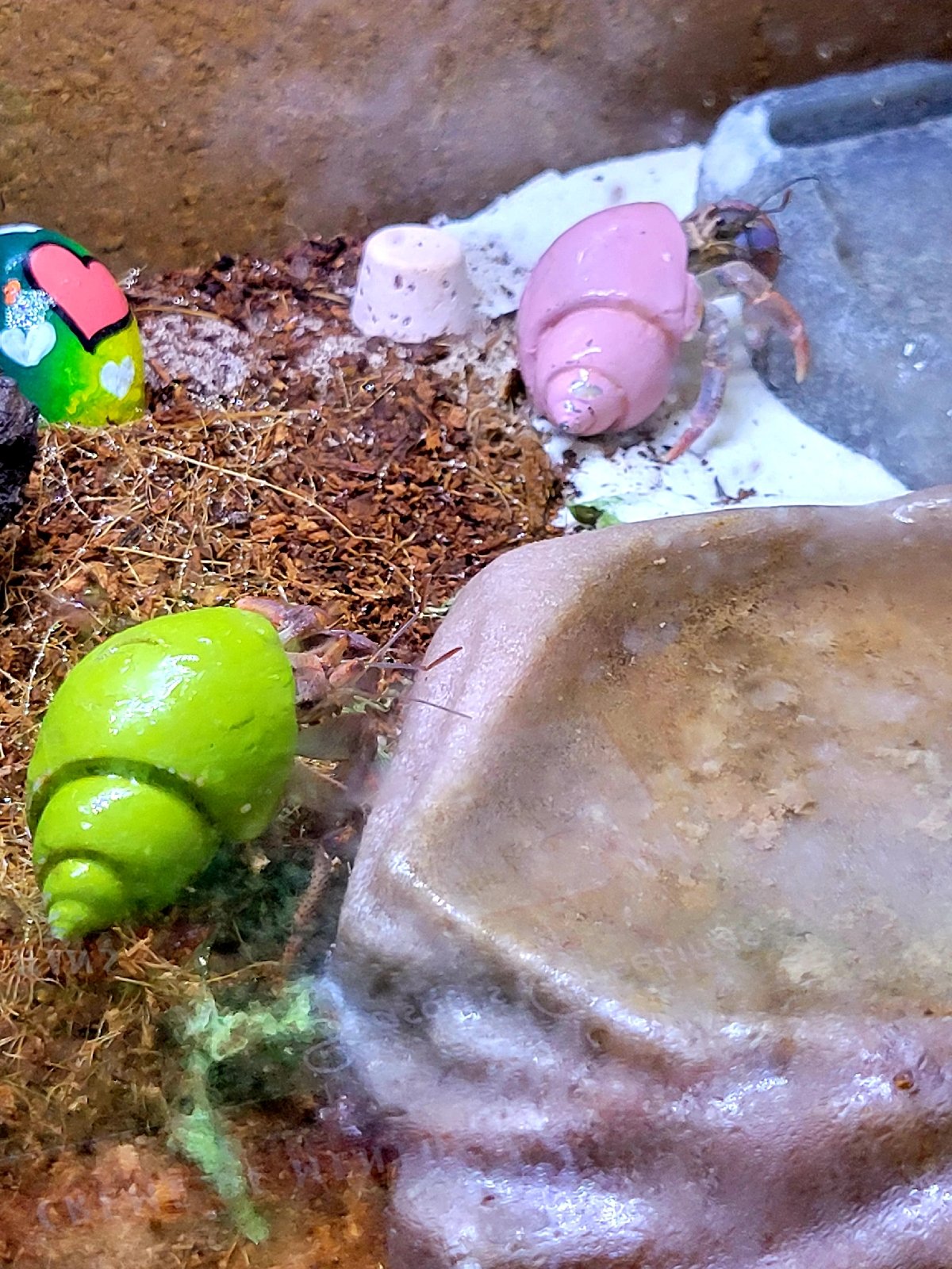 New pets