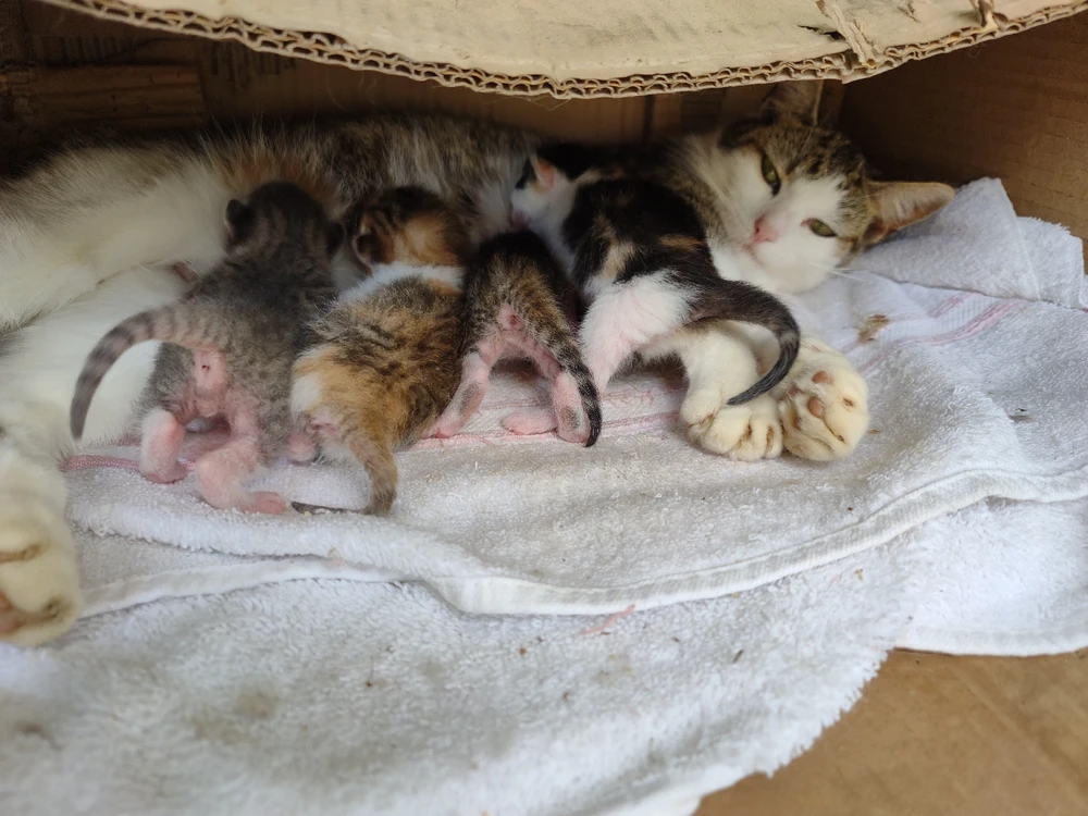 Gambar diunggah dening Krysta