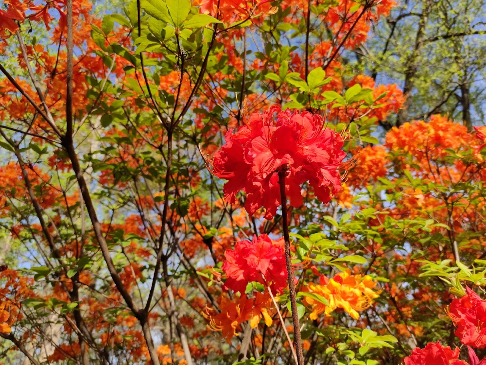 Image uploaded by Rochisman