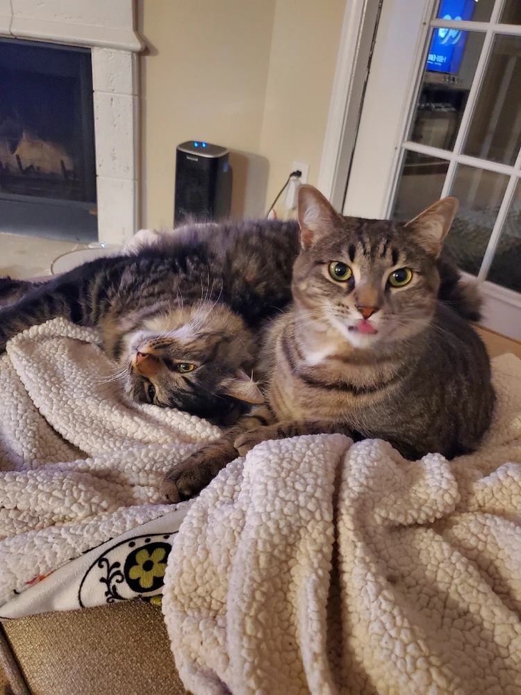 Show me your kitties