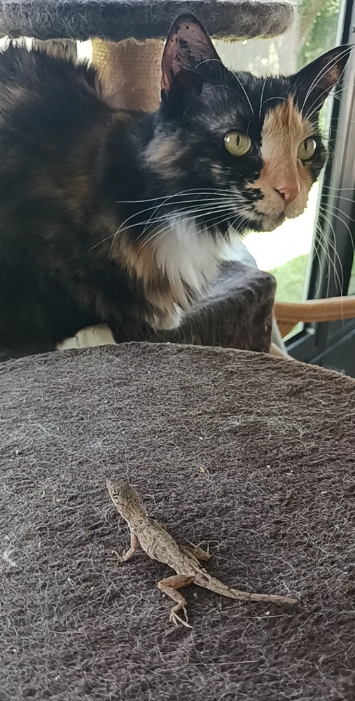 Jessi tərəfindən yüklənən şəkil