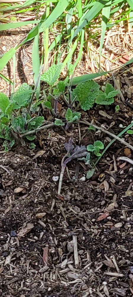 Image uploaded by RaVell