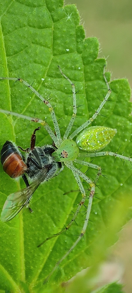 Gambar diunggah oleh Sanu