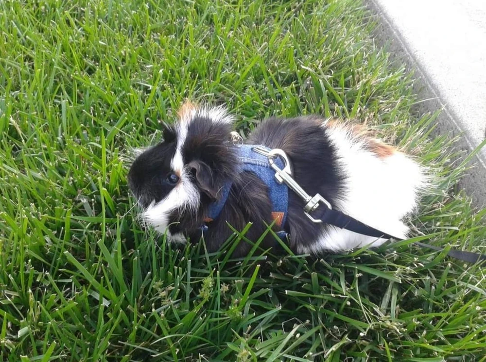 Image uploaded by Stephanie