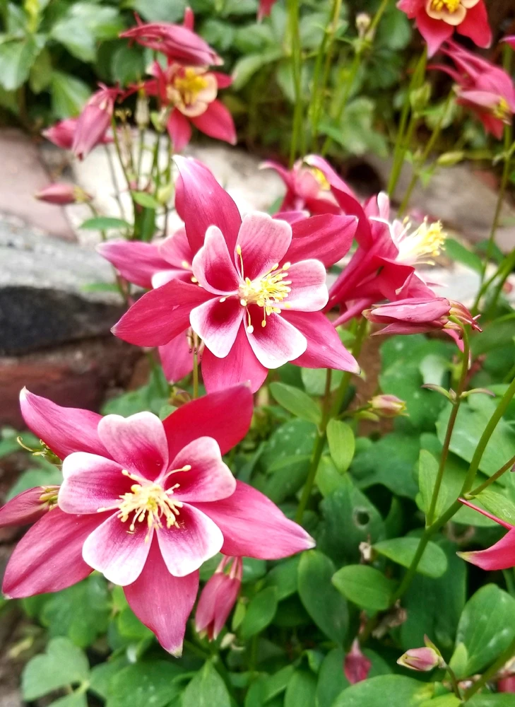 Image uploaded by Majin Boo
