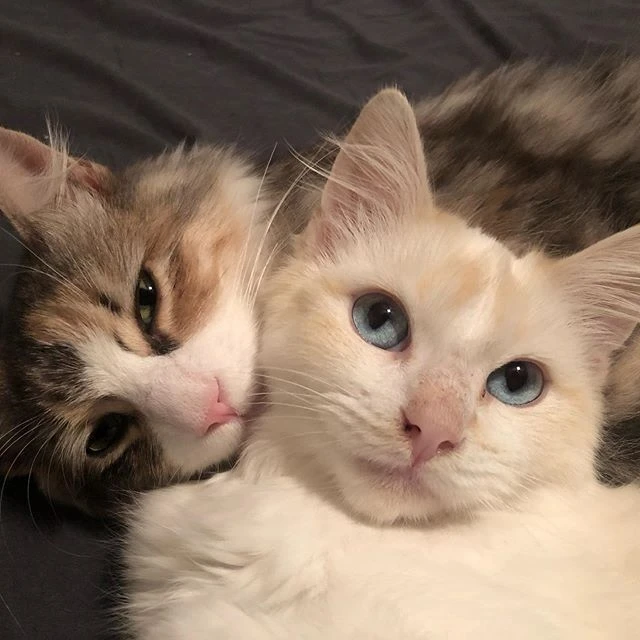 Gambar diunggah oleh hello